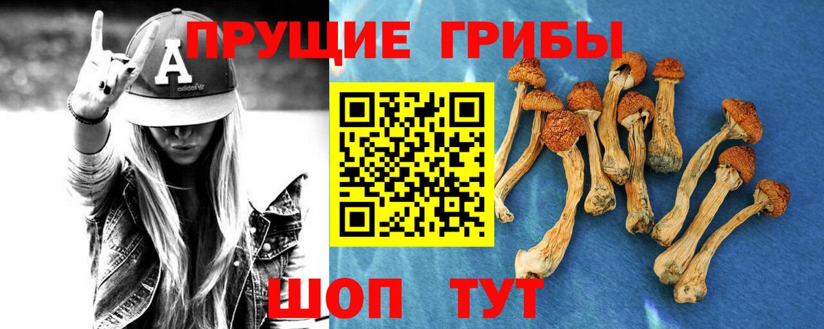 Псилоцибиновые грибы Psilocybine cubensis Ликино-Дулёво